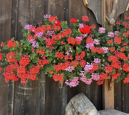 Roberta's 6pc Swiss Balcony Trailing Geranium Live Plant