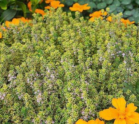 Roberta's 9pc Lemon Thyme Groundcover Live Plant