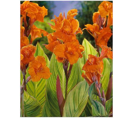 Roberta's Canna Lilies Tropical and Colorful 4p c