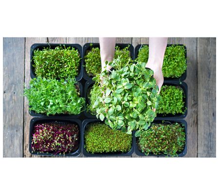 Roberta's Microgreens Grow Kit w/ 4oz of Seeds nd Soil Disks