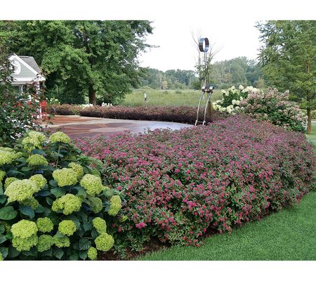 Roberta's Spirea Proven Winners Double Play Doo zie 1 pc