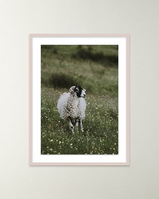"Sheep" Giclee Art by Annie Spratt