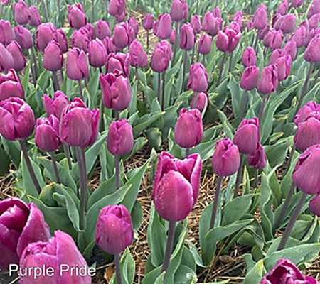 Ships 10/03 Bloomeffects 50-pc Live Tulip Bulbs