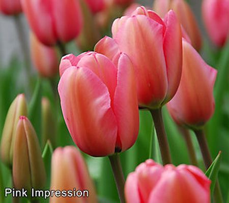 Ships 10/2 Bloomeffects 100-Piece Colorful Tulip Bulbs