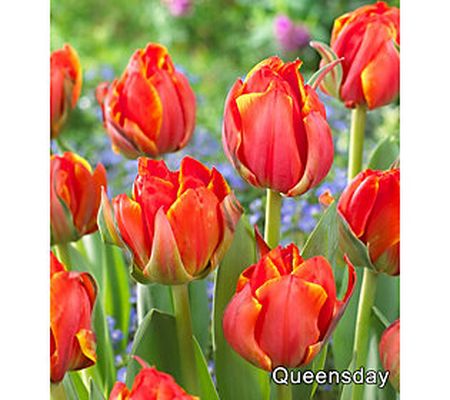 Ships 10/2 Bloomeffects 25-Piece Double Royal Tulip Bulbs