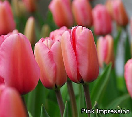 Ships 10/2 Bloomeffects 50-Piece Pretty in Pink Tulip Bulbs