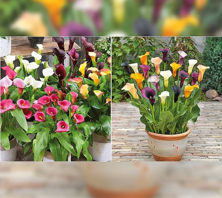 Ships 3/18 Roberta's 5pc Colorful Calla Lily Bulbs W/Bounty