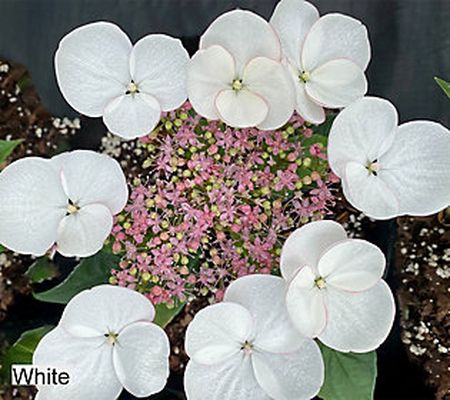 Ships 4/10 Avant Flora 3pc Game Changer Hydrangea Plant
