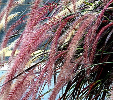 Ships 4/24 Avant Flora 3pc Fireworks Grass Thriller