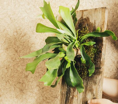 Ships 4/29 Roberta's 1pc Staghorn Fern Plant On Cedar Plank