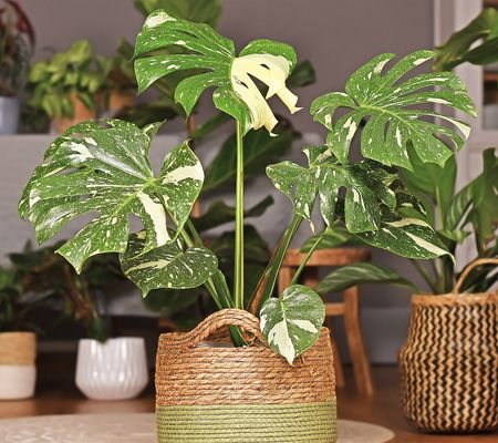 Ships 4/29 Roberta's 1pc Variegated Monstera Thai Live Plant