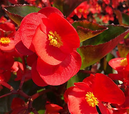 Ships 5/1 Avant Flora 3pc Big Red Begonia Live Plants