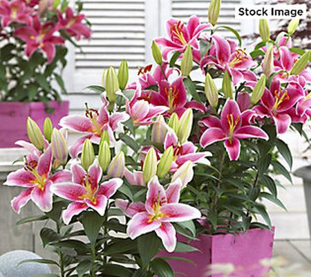 Ships 5/1 Cottage Farms 12pc Heavenly FragrantLillies