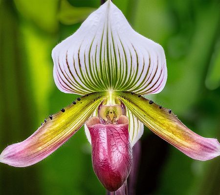 Ships 5/13 Roberta's 1pc Lady Slipper Orchid Maundiae Plant