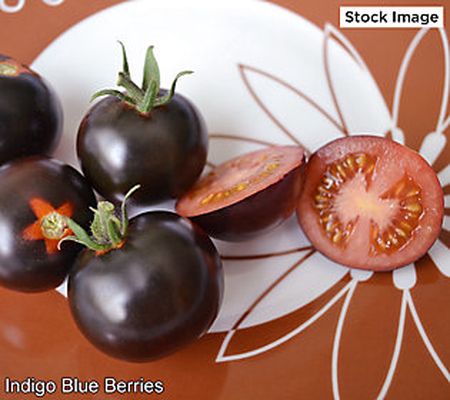 Ships 5/8 Avant Flora 3-Piece Purple Tomato Live Plants