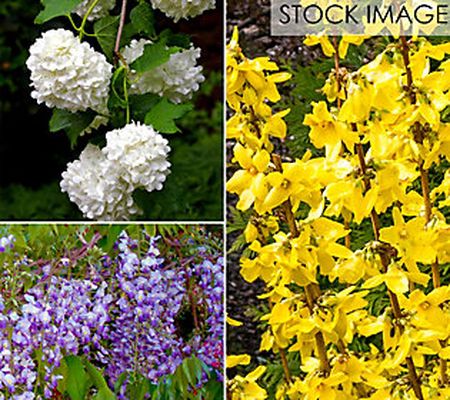 Shrub Garden For Pollinators 4" Potted Rocketli ners 3 Plants