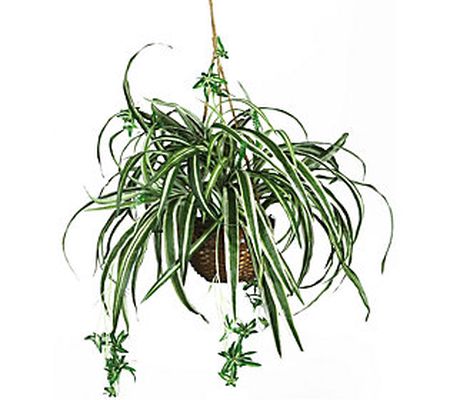 Spider Hanging Basket Silk Plant by Nearly Natu ral