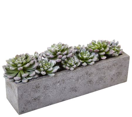 Succulent Garden in Concrete Planter by Nearly atural