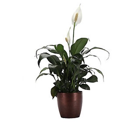 Thorsen's Greenhouse Live 4" Peace Lily in Clas sic Pot
