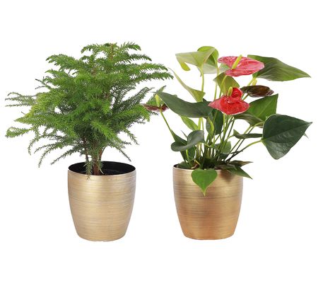 Thorsen's Greenhouse Set of 2 Live 4" Holiday H ouseplants