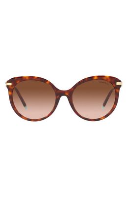 Tiffany & Co. 55mm Gradient Cat Eye Sunglasses in Havana/Brown Gradient