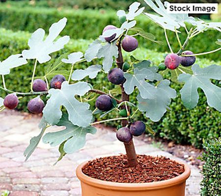 Ultimate Innovations 1-Piece Fignomenal Fig Tree