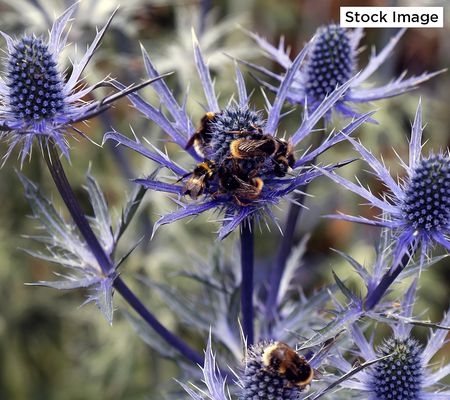 Ultimate Innovations 2-Piece Sea Holly Live Plants