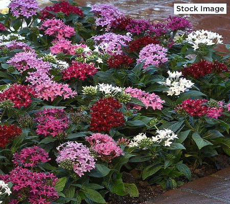 Ultimate Innovations 3pc Egyptian Star Pentas Flower Plants