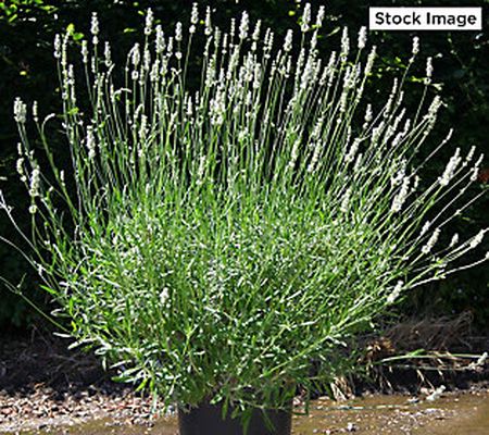 Ultimate Innovations 3pc Exceptional Lavender Live Plants