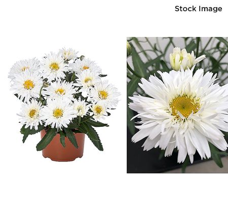 Ultimate Innovations 3pc Sweet Rebecca Daisy Live Plants