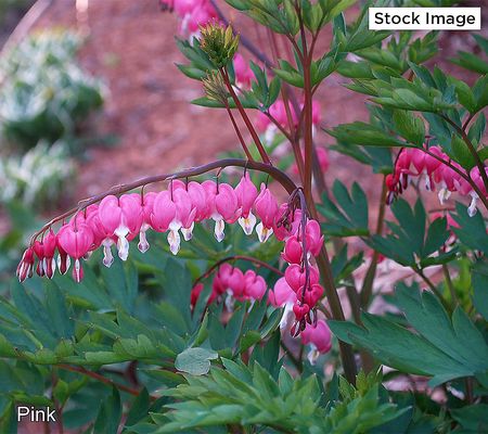 Ultimate Innovations 3pc Vintage Bleeding Heart Live Plants