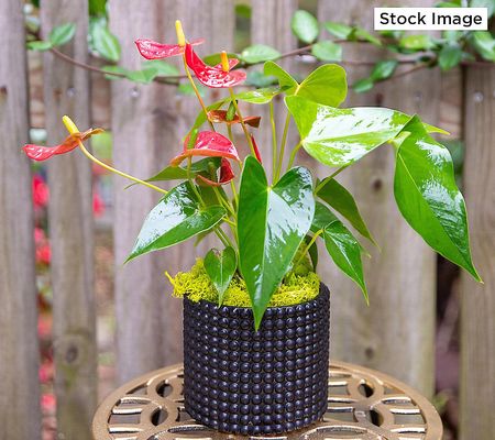 Ultimate Innovations Set of 2 Success Red Anthurium Plant