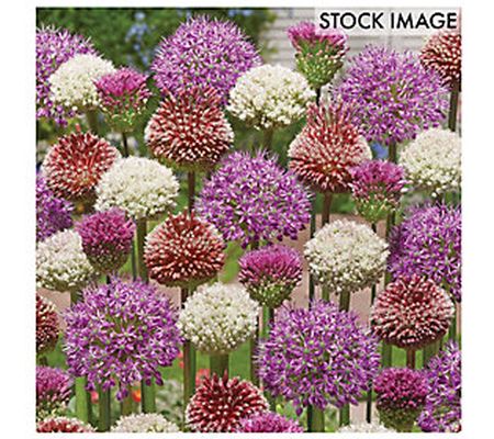 Van Zyverden Allium Blend For Collectors Set of 25 bulbs