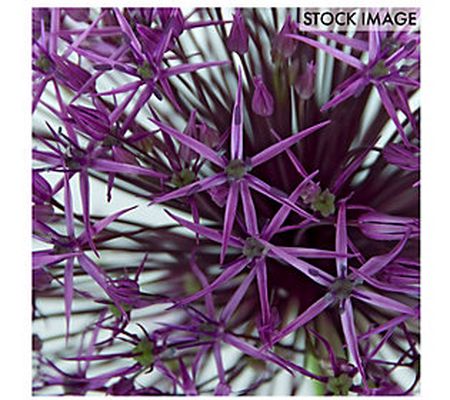 Van Zyverden Allium Purple Rain Set of 12 Bulbs