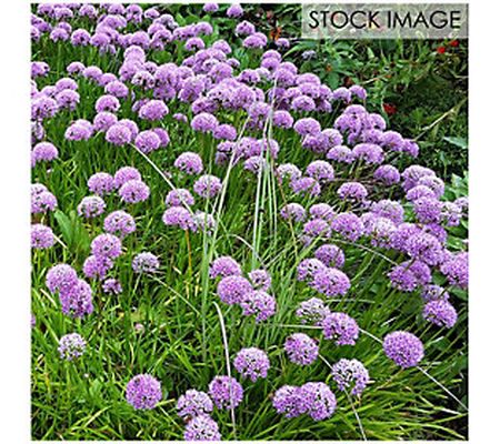 Van Zyverden Allium Rosy Dream Set of 12 Bulbs