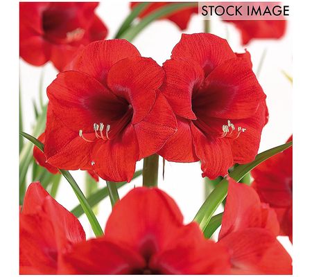 Van Zyverden Amaryllis & Paperwhite Indoor Gard en 13 bulbs