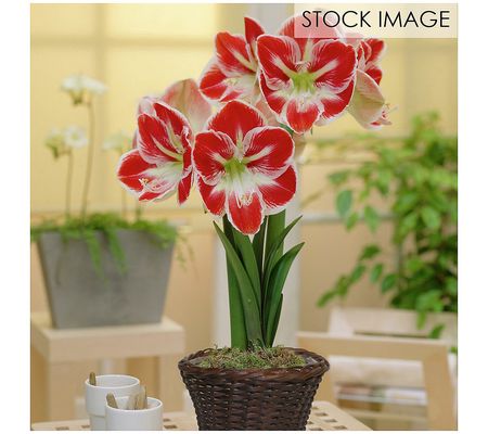 Van Zyverden Amaryllis Kit Prelude With Round R attan Basket