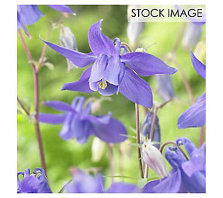Van Zyverden Aquilegia Columbine Purple AlpinaSet of 5 Roots