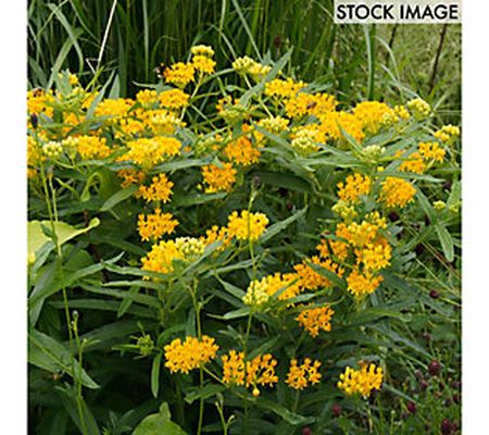 Van Zyverden Asclepias Hello Yellow Support Mon archs 3 Roots