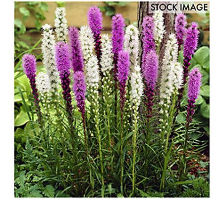 Van Zyverden Astilbe Top Choice Cake Mixture Se t of 5 Roots