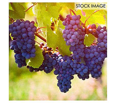 Van Zyverden Bareroot Grape Vine Pinot Noir Set of 1 Plant