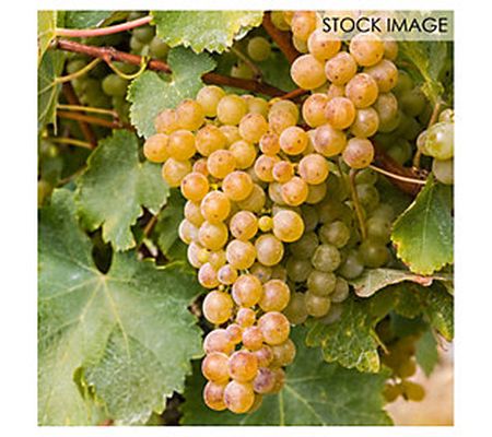 Van Zyverden Bareroot Grape Vine Sauvignon Blan c 1 Plant