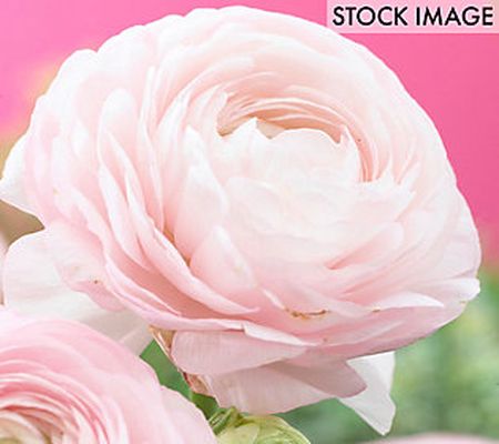 Van Zyverden Buttercups Ranunculus Pink, Set of 25 Bulbs