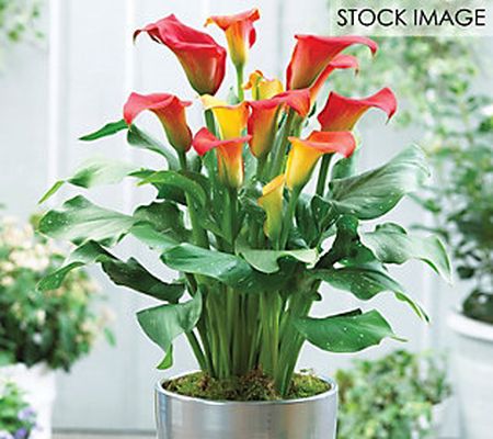 Van Zyverden Callas Captain Fuego Set of 3 Bulb s