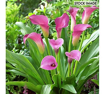 Van Zyverden Callas Lavender Sensation Set of 5Bulbs