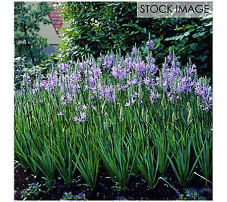 Van Zyverden Camassia Quamash Set of 25 Bulbs