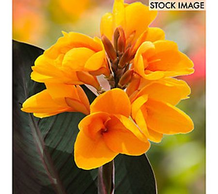 Van Zyverden Cannas Chocolate Sunrise Set of 6Bulbs