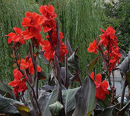 Van Zyverden Cannas Giant Black Knight Set of 1 Bulb