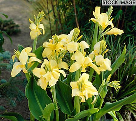 Van Zyverden Cannas Yellow King Humbert Set of5 Bulbs