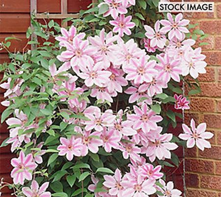 Van Zyverden Clematis Nelly Moser Set of 1 Plant